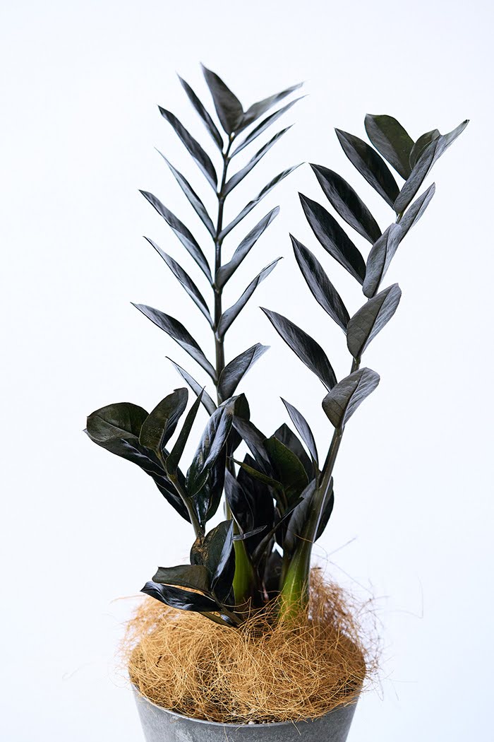 観葉植物 ザミオクルカス レイブン（4号鉢）の写真5枚目