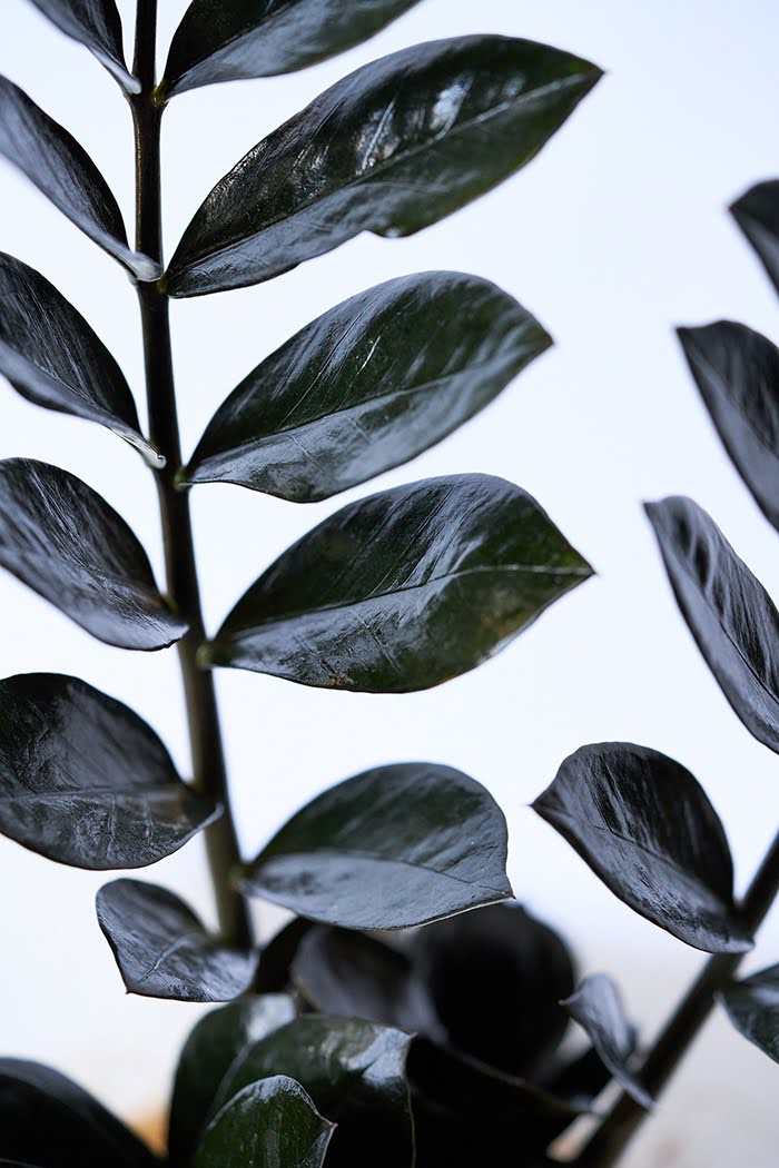 観葉植物 ザミオクルカス レイブン（4号鉢）｜HanaPrime（ハナプライム）