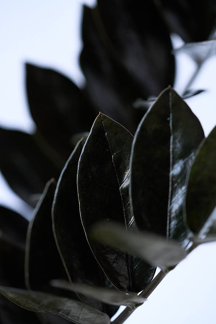 観葉植物 ザミオクルカス レイブン（4号鉢）の写真7枚目