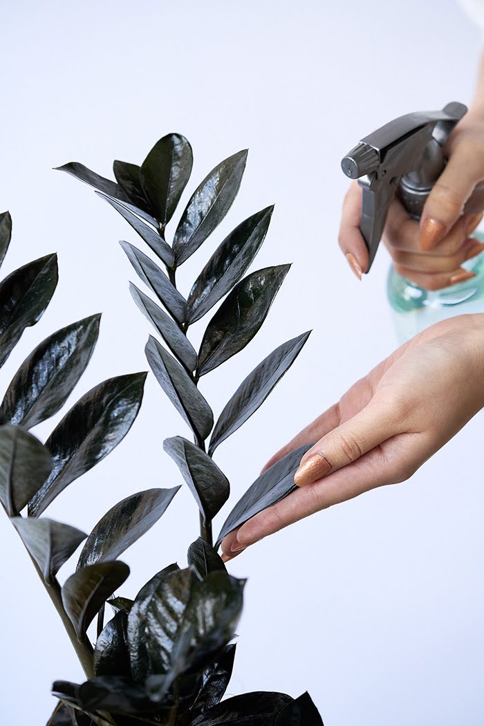 観葉植物 ザミオクルカス レイブン（4号鉢）の写真8枚目