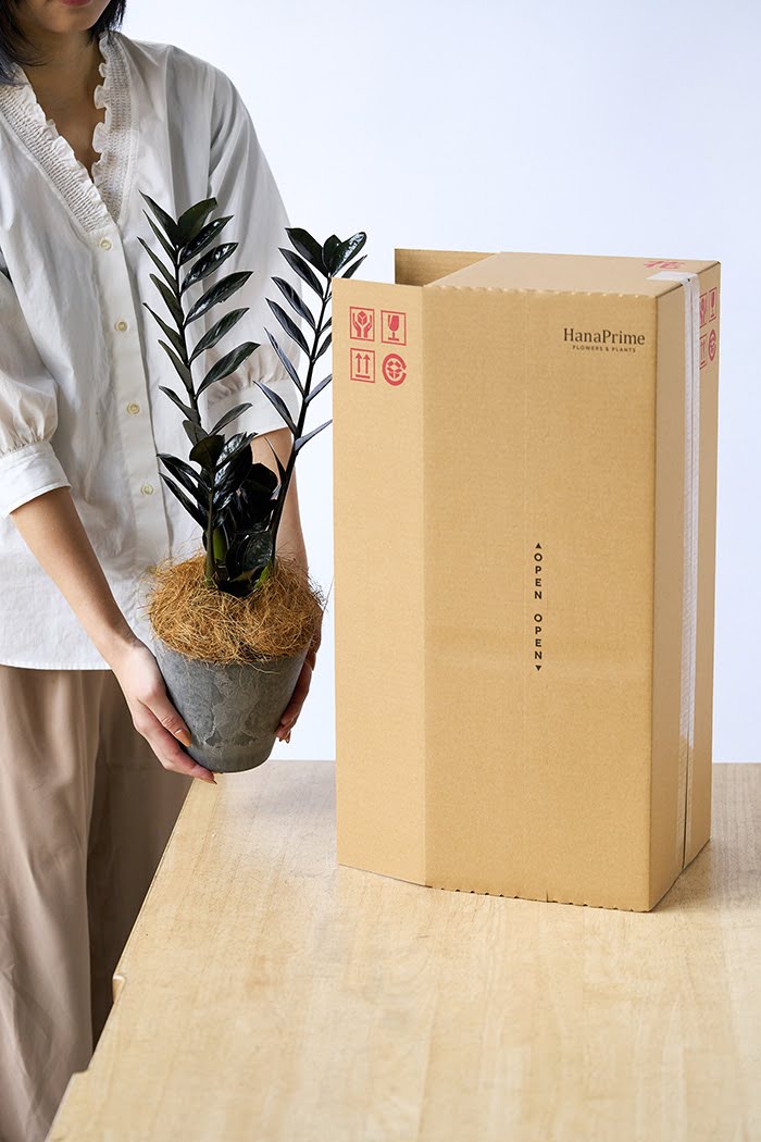 観葉植物 ザミオクルカス レイブン（4号鉢）｜HanaPrime（ハナプライム）