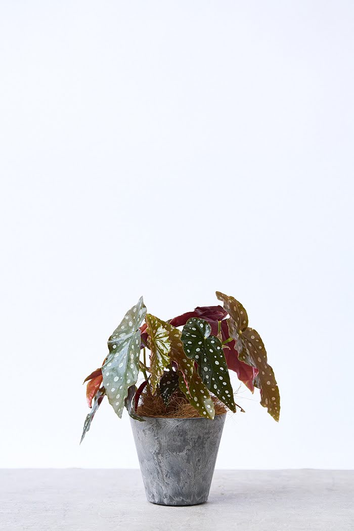 観葉植物 ベゴニア マクラータ（4号鉢）