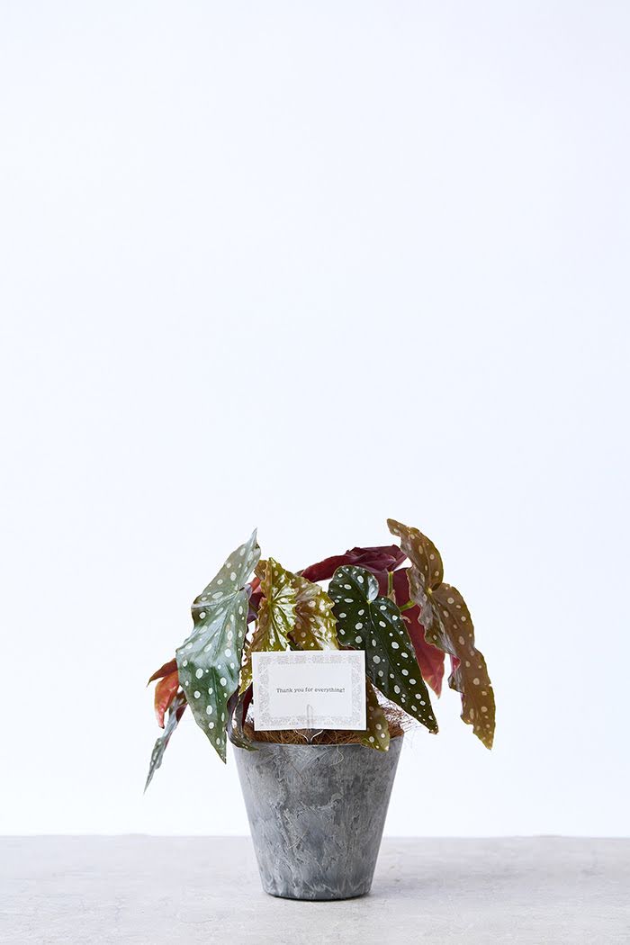 観葉植物 ベゴニア マクラータ（4号鉢）