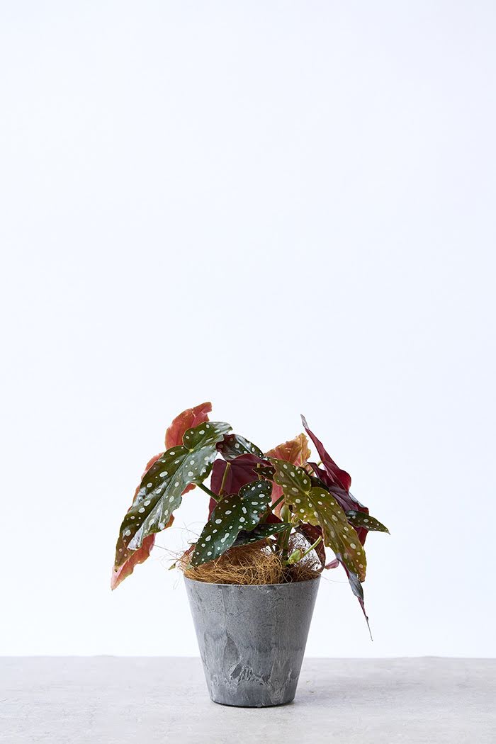 観葉植物 ベゴニア マクラータ（4号鉢）の写真3枚目