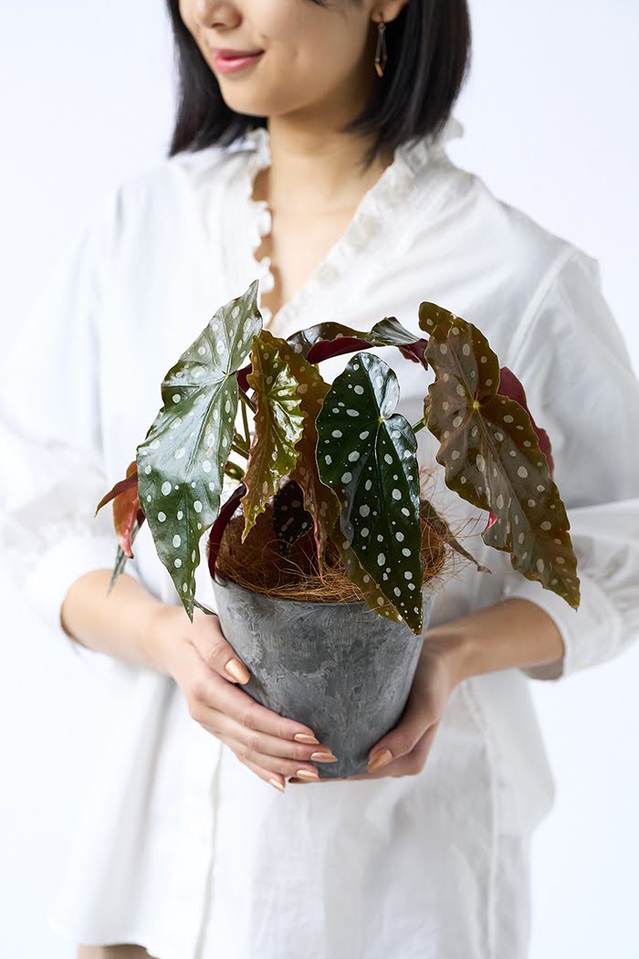 観葉植物 ベゴニア マクラータ（4号鉢）の写真4枚目