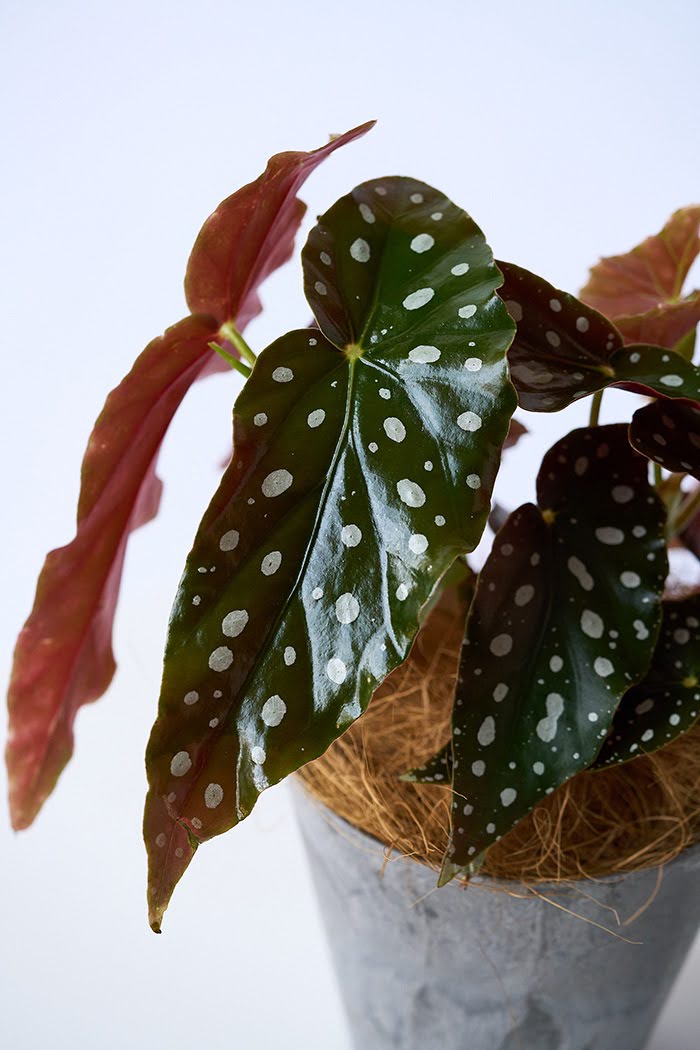 観葉植物 ベゴニア マクラータ（4号鉢）の写真6枚目