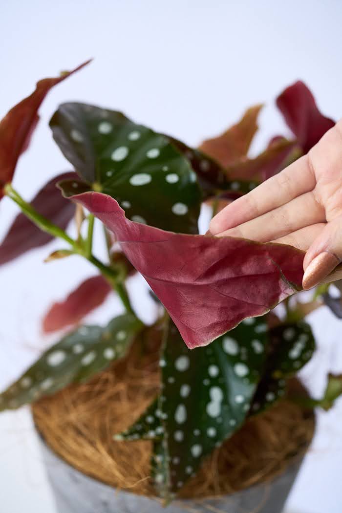 観葉植物 ベゴニア マクラータ（4号鉢）の写真7枚目