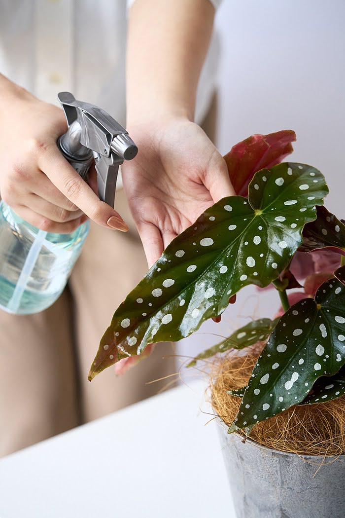 観葉植物 ベゴニア マクラータ（4号鉢）の写真8枚目