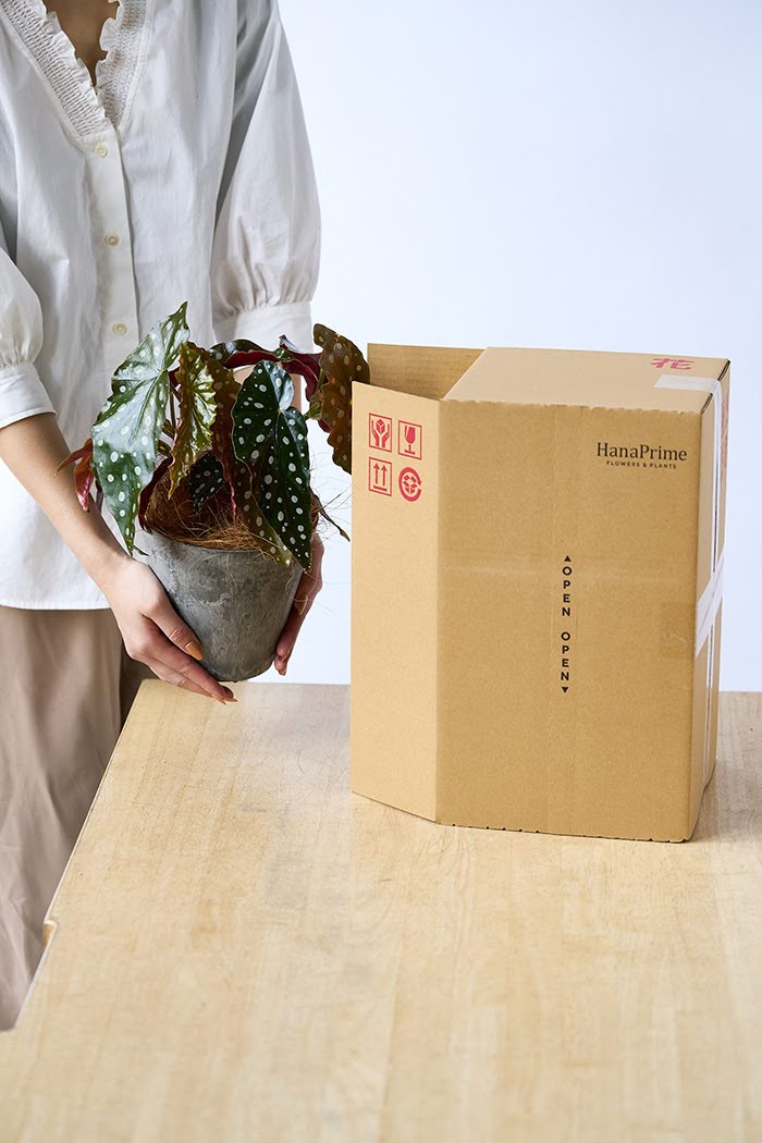 観葉植物 ベゴニア マクラータ（4号鉢）の写真9枚目