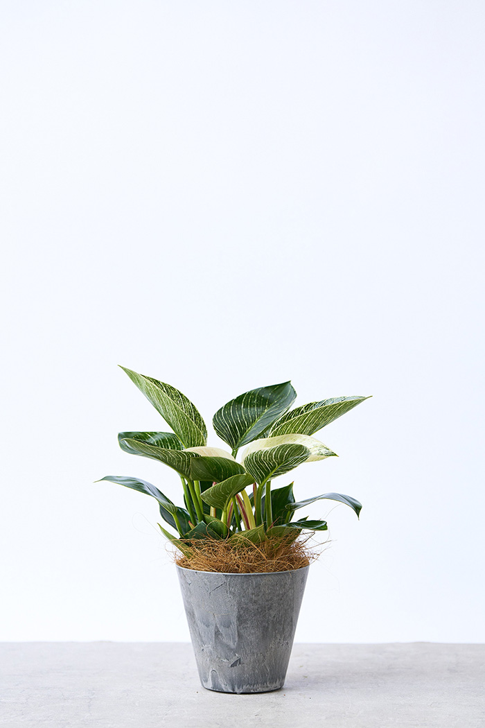 観葉植物 フィロデンドロン バーキン（4号鉢）