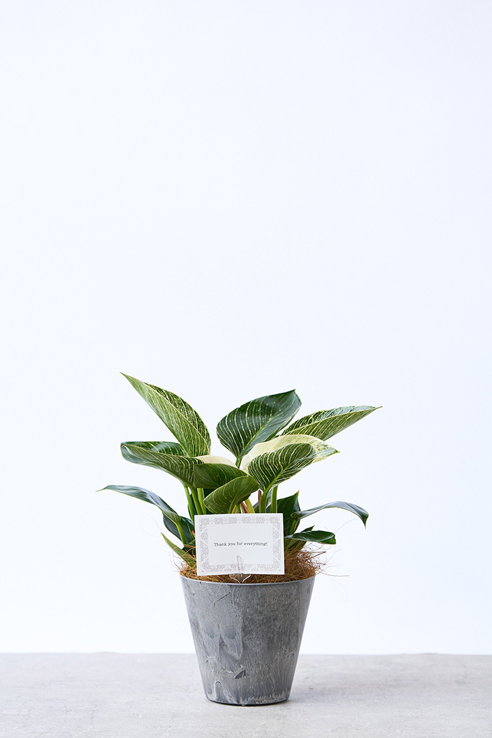 観葉植物 フィロデンドロン バーキン（4号鉢）｜HanaPrime（ハナプライム）
