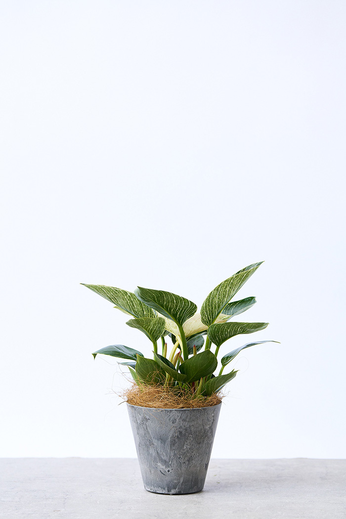 観葉植物 フィロデンドロン バーキン（4号鉢）の写真3枚目