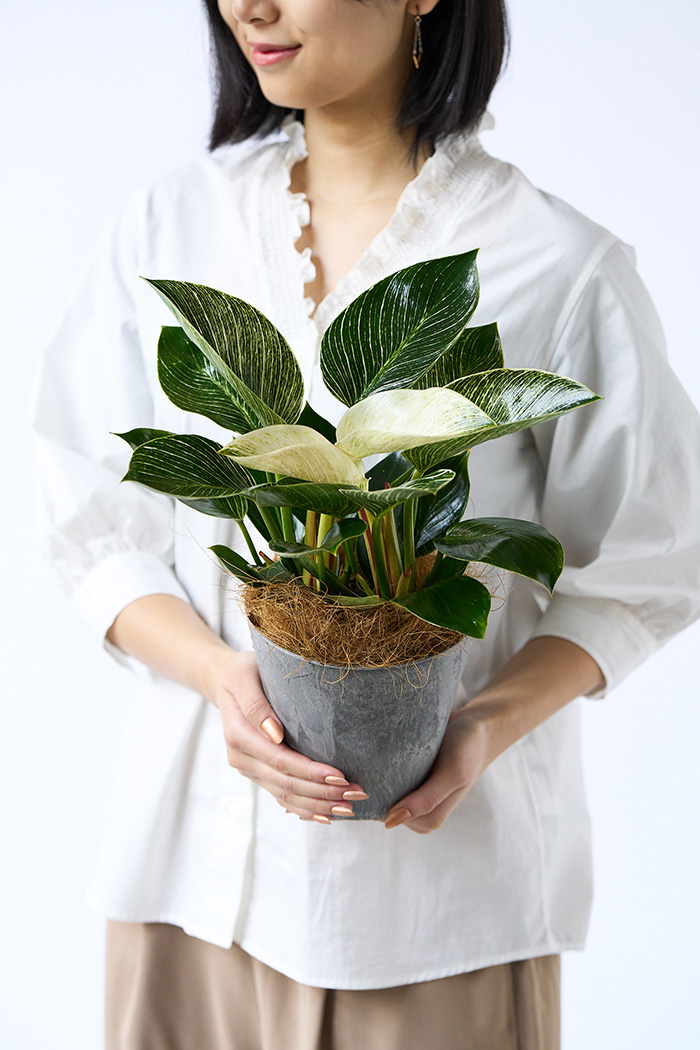 観葉植物 フィロデンドロン バーキン（4号鉢）｜HanaPrime（ハナプライム）