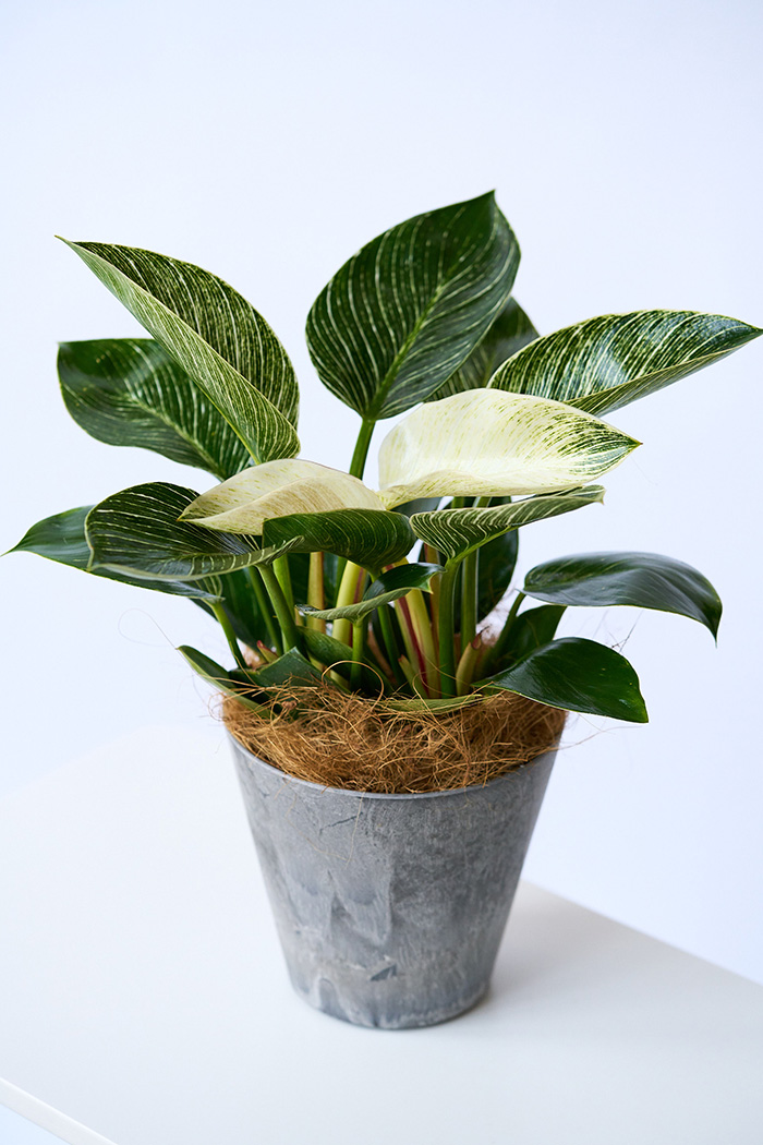 観葉植物 フィロデンドロン バーキン（4号鉢）の写真5枚目