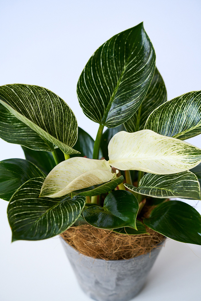 観葉植物 フィロデンドロン バーキン（4号鉢）の写真6枚目