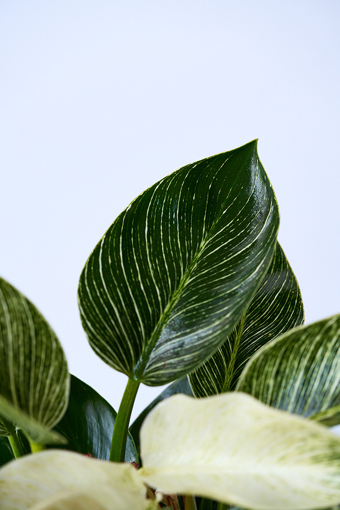 観葉植物 フィロデンドロン バーキン（4号鉢）の写真7枚目