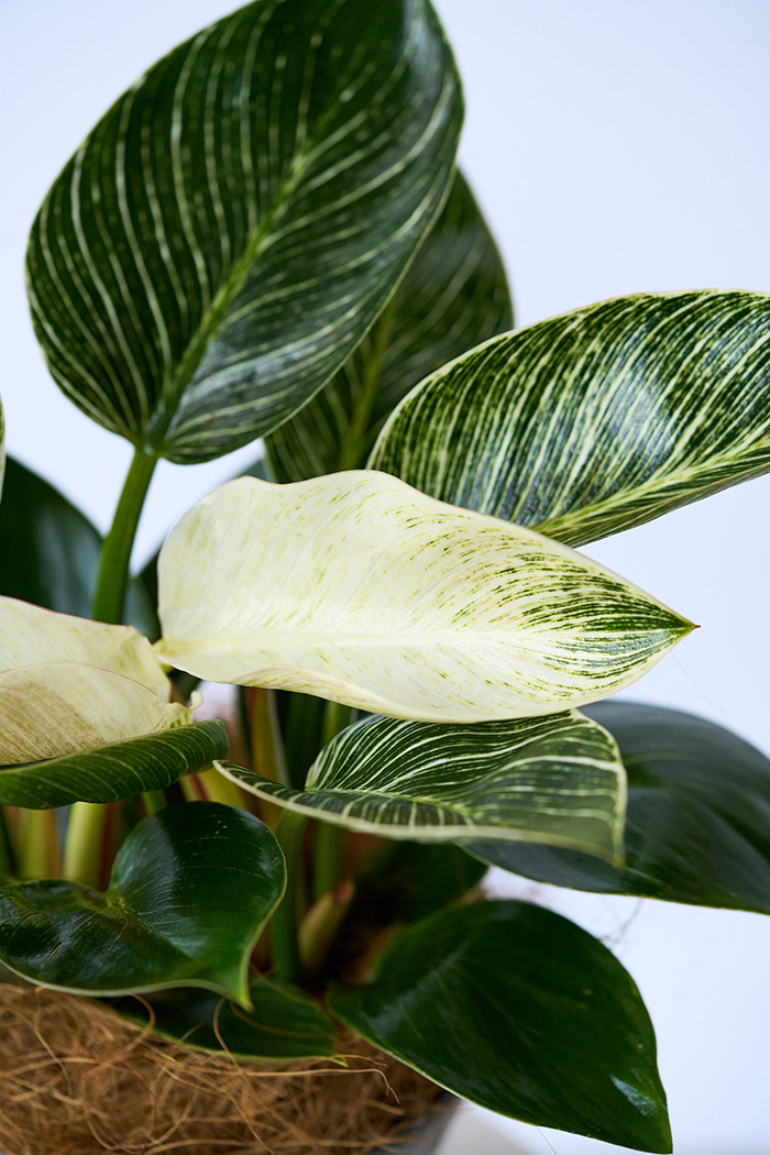 観葉植物 フィロデンドロン バーキン（4号鉢）の写真8枚目