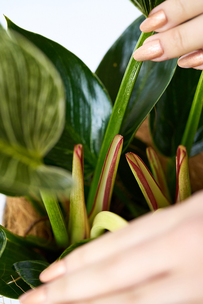 観葉植物 フィロデンドロン バーキン（4号鉢）の写真10枚目