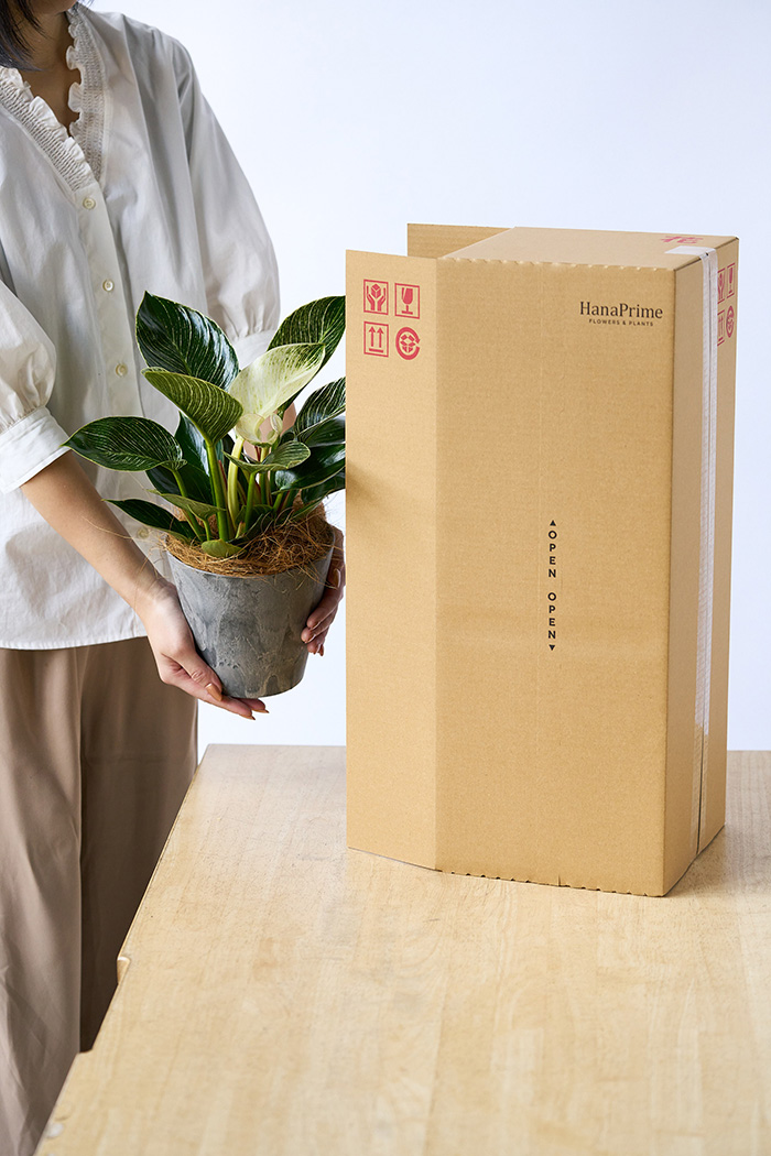 観葉植物 フィロデンドロン バーキン（4号鉢）の写真12枚目