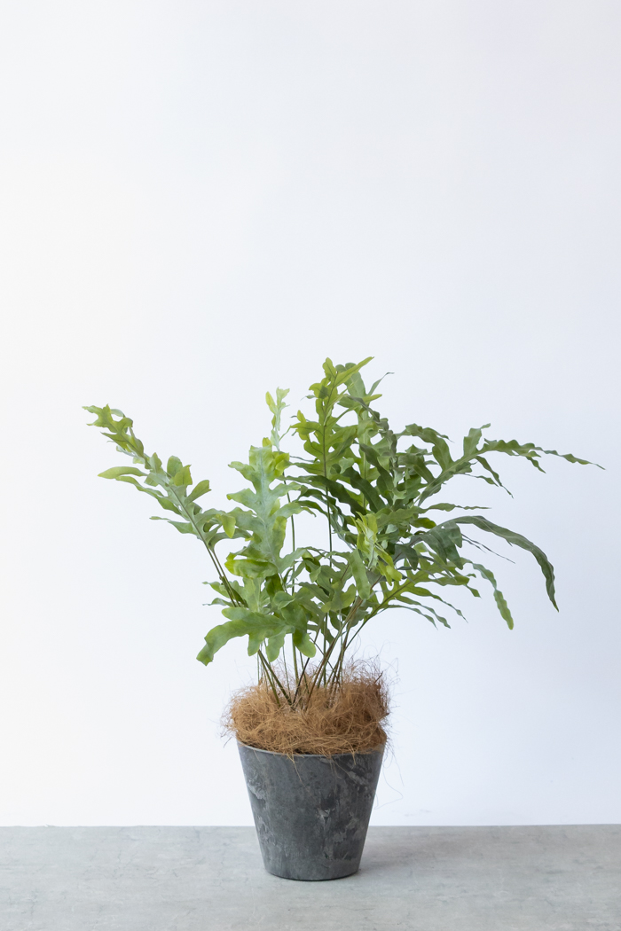 観葉植物 フレボディウム ブルースター（6号鉢）