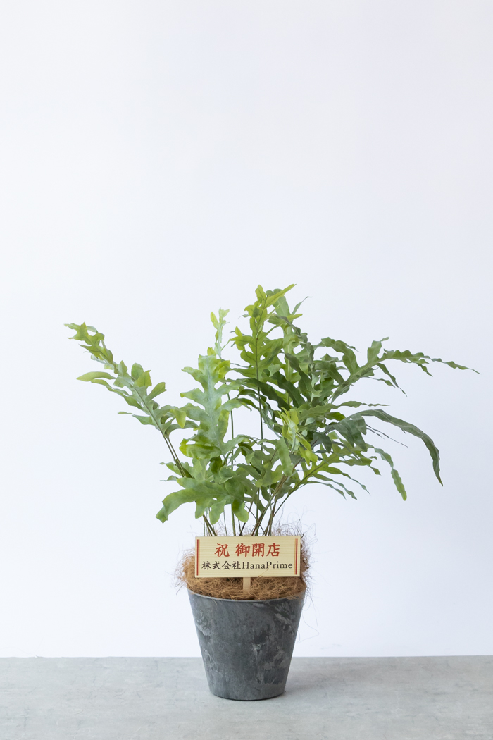 観葉植物 フレボディウム ブルースター（6号鉢）