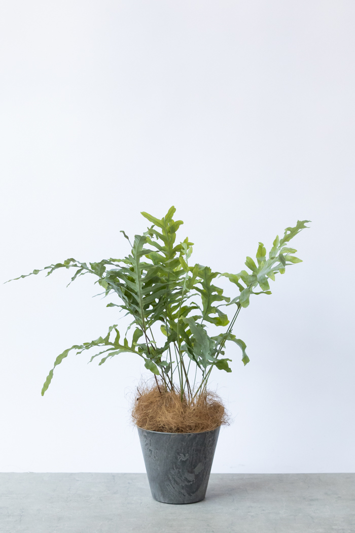 観葉植物 ブルースター 　　9月24日に撮った写真を5枚目から追加しました！ 観葉植物 フレボディウム ブルースター（6号鉢）｜HanaPrime（ハナ