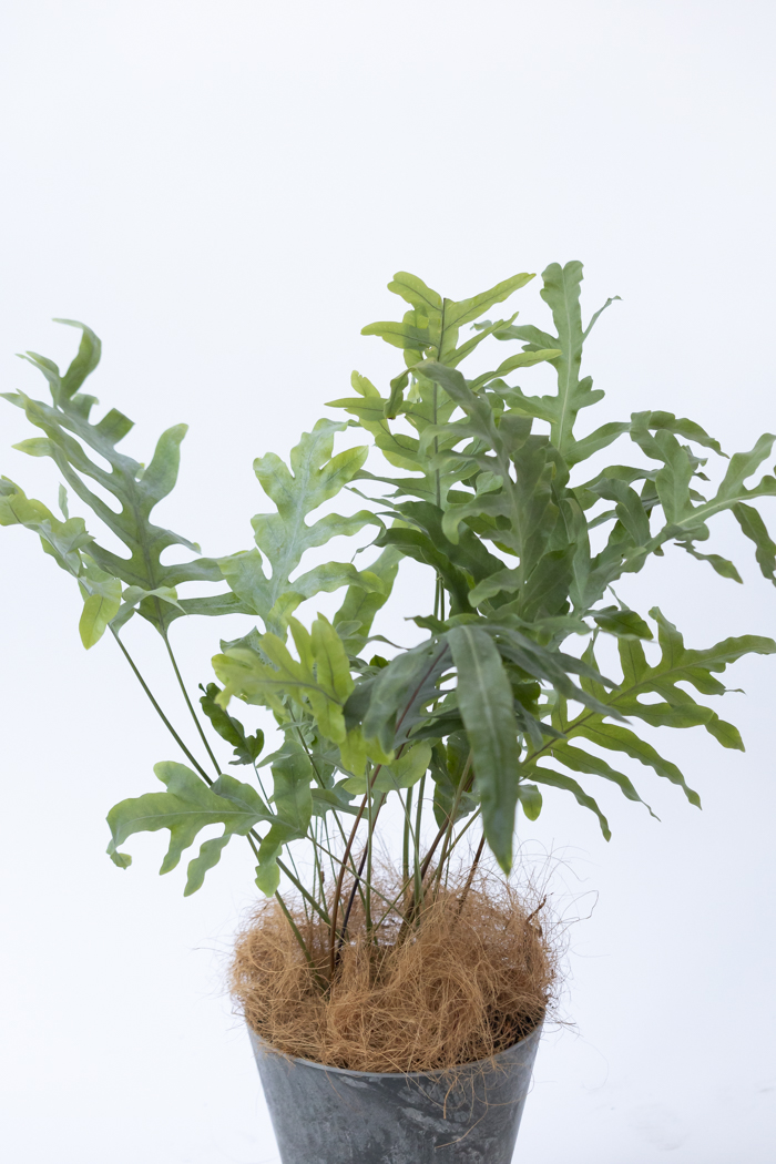 観葉植物 フレボディウム ブルースター（6号鉢）の写真4枚目