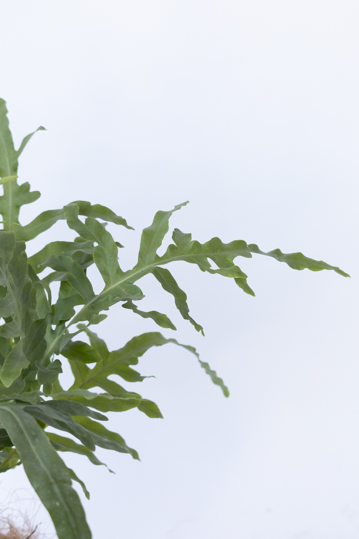 観葉植物 フレボディウム ブルースター（6号鉢）の写真5枚目