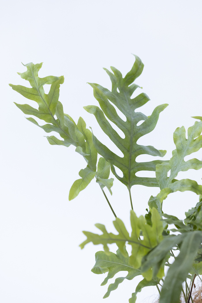 観葉植物 フレボディウム ブルースター（6号鉢）｜HanaPrime（ハナ