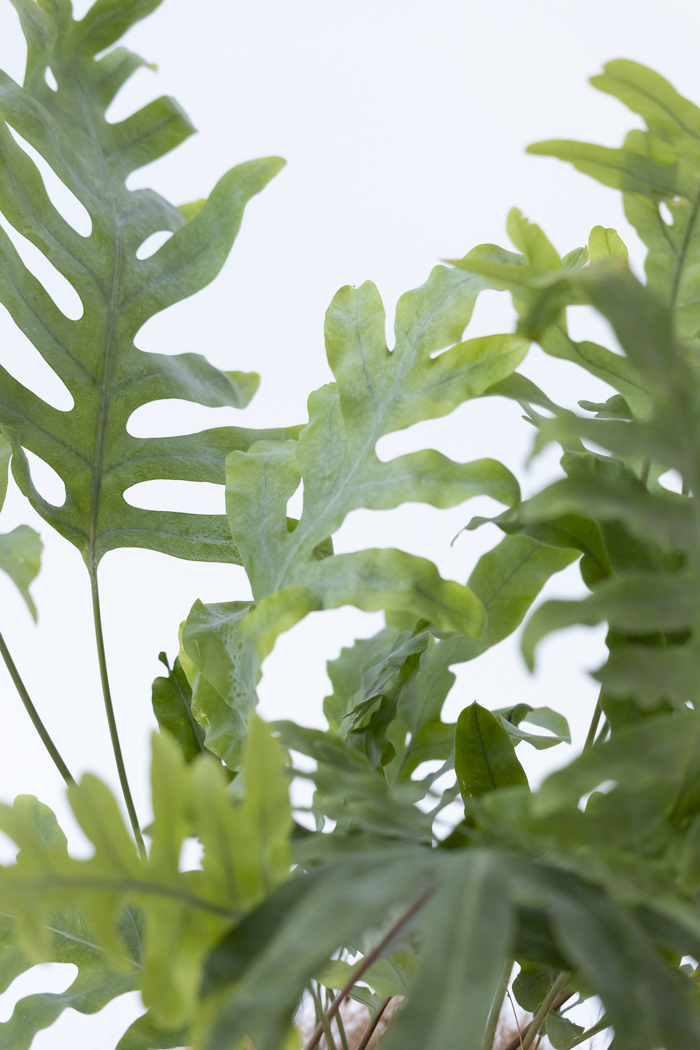観葉植物 フレボディウム ブルースター（6号鉢）｜HanaPrime（ハナ