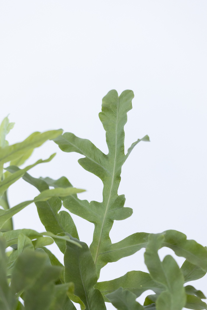 観葉植物 フレボディウム ブルースター（6号鉢）｜HanaPrime（ハナ