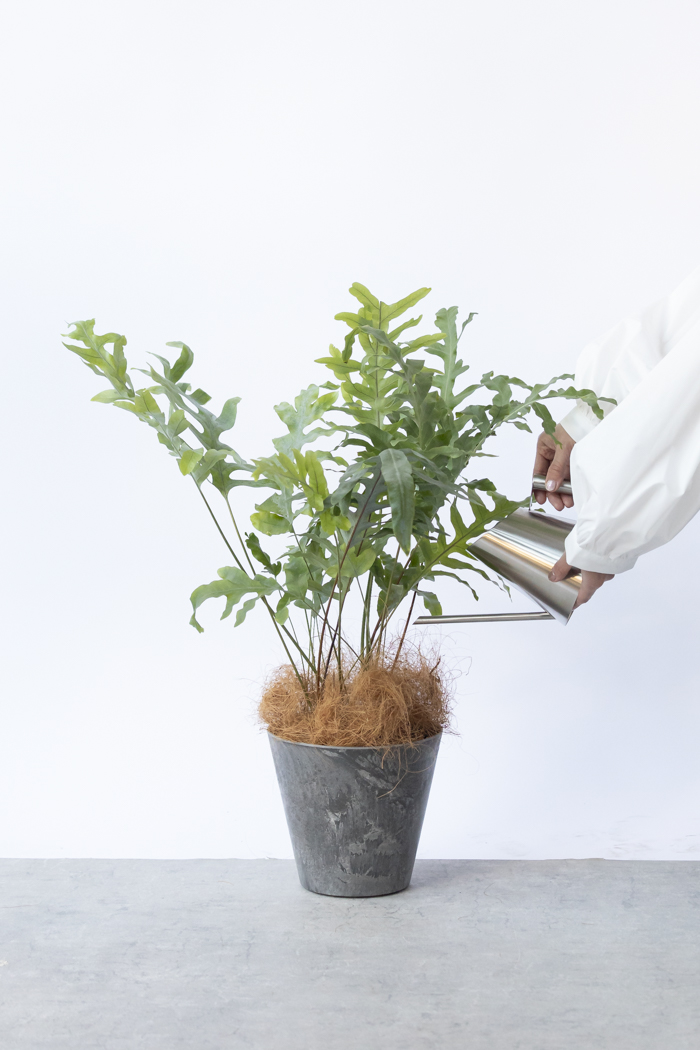 観葉植物 フレボディウム ブルースター（6号鉢）｜HanaPrime（ハナ