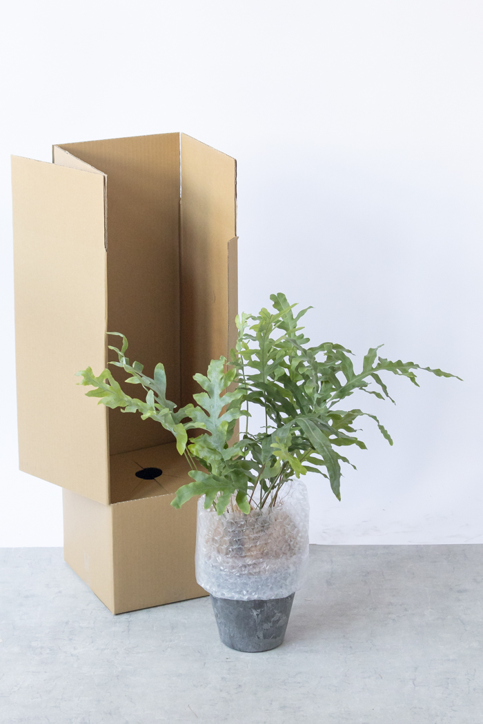 観葉植物 フレボディウム ブルースター（6号鉢）｜HanaPrime（ハナ