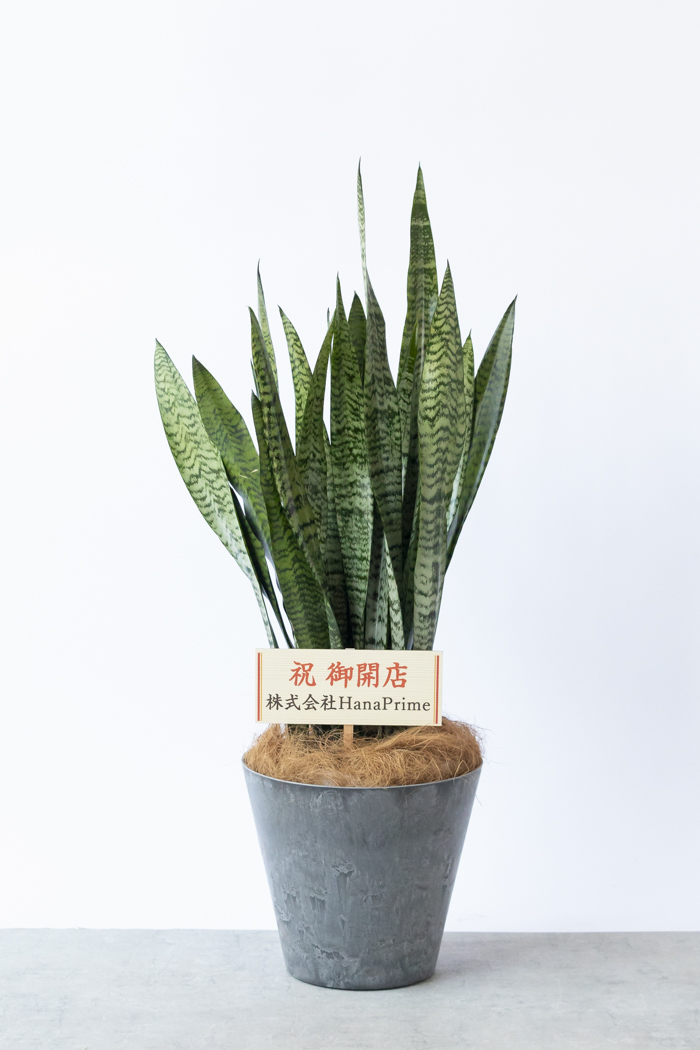 サンスベリア ゼラニカ ファイバー鉢 お皿付き おしゃれ 観葉植物：サンスベリア ゼラニカ 鉢植え*セラアート 受皿付