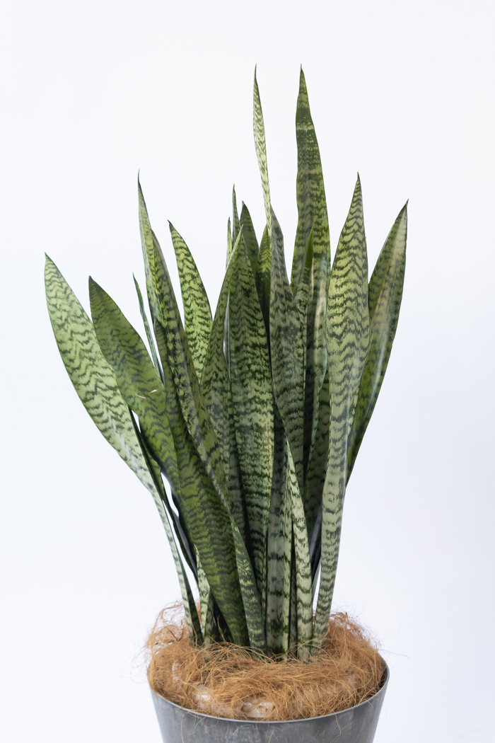観葉植物 サンスベリア ゼラニカ（8号鉢）の写真3枚目