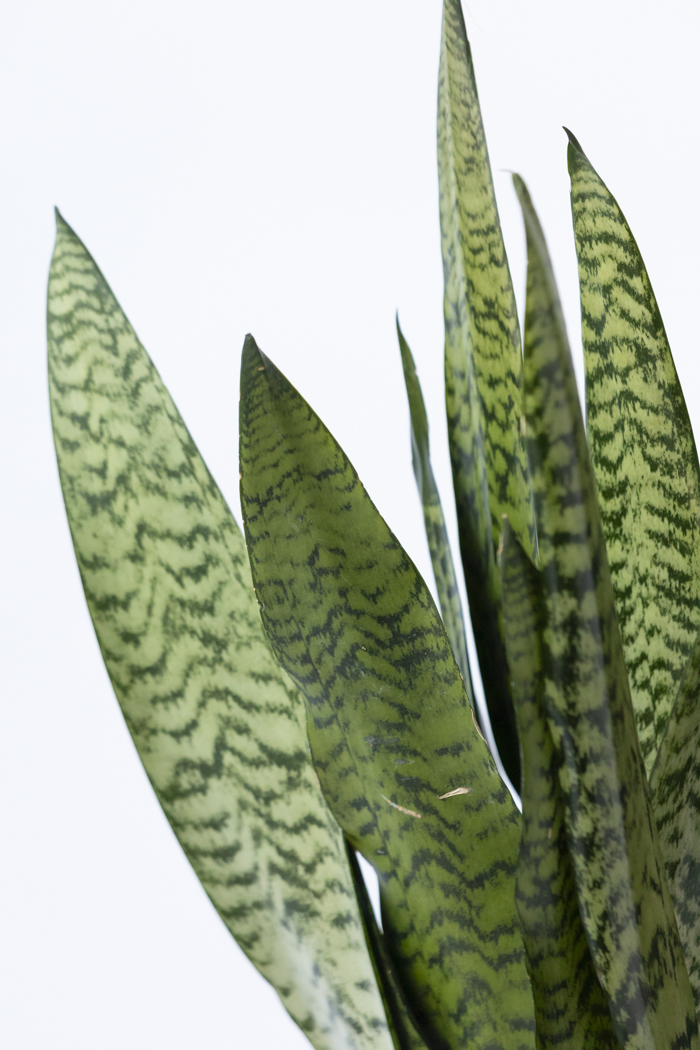 観葉植物 サンスベリア ゼラニカ（8号鉢）の写真4枚目