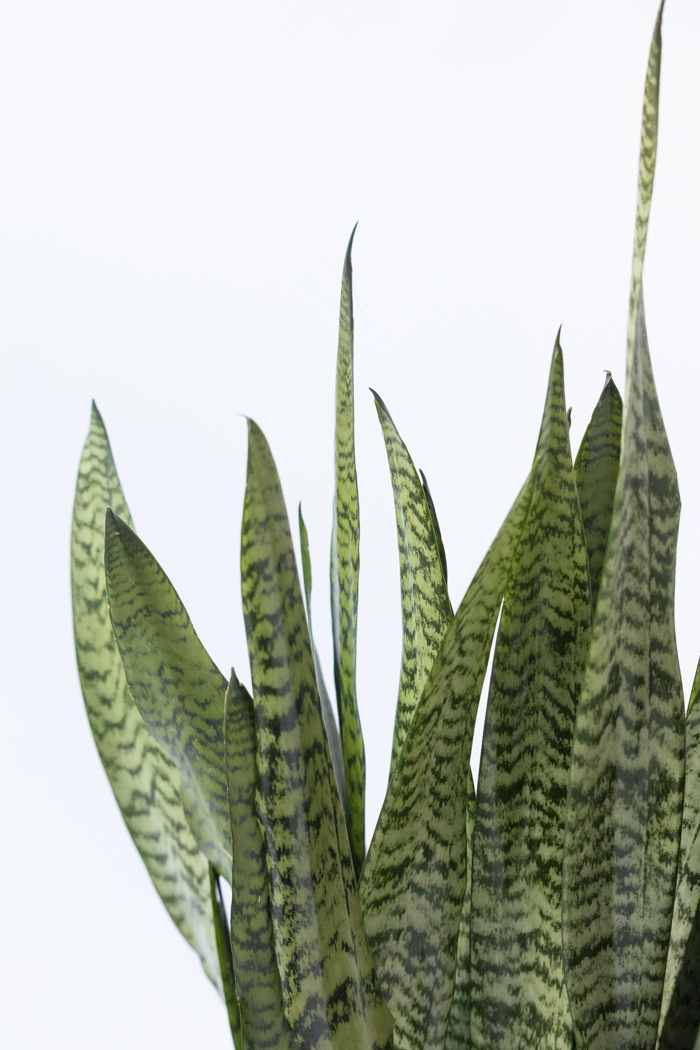 観葉植物 サンスベリア ゼラニカ（8号鉢）の写真7枚目