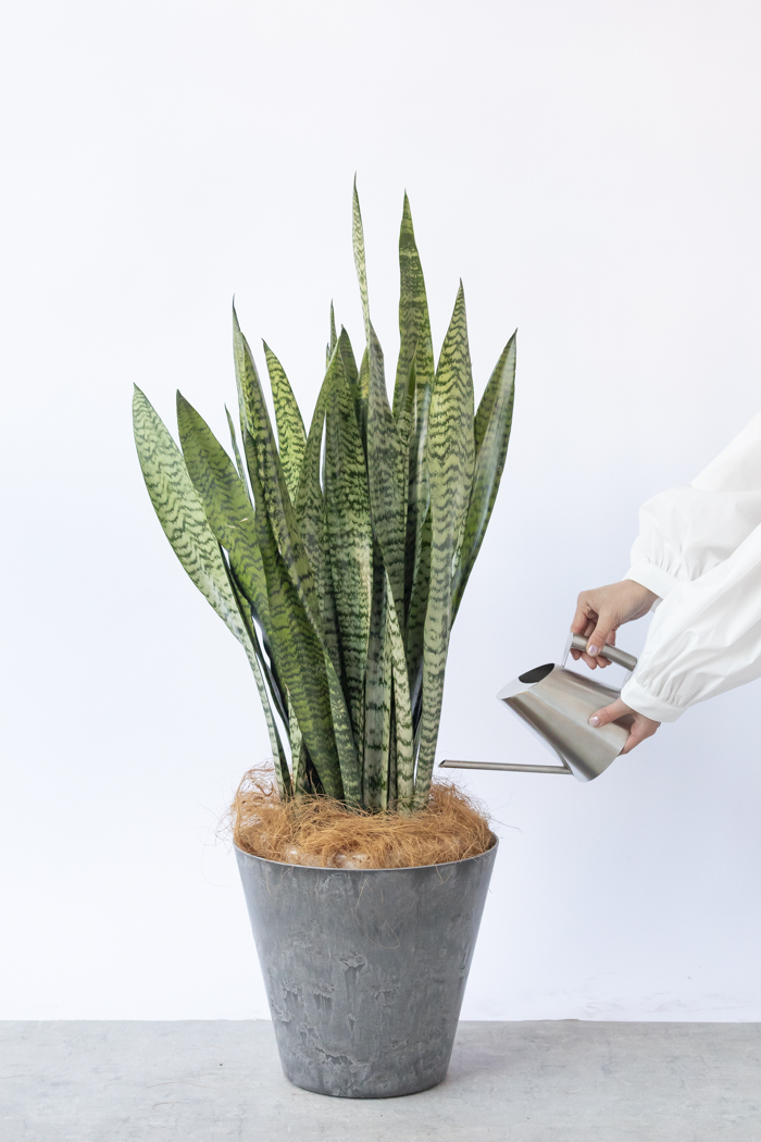 観葉植物 サンスベリア ゼラニカ（8号鉢）の写真8枚目