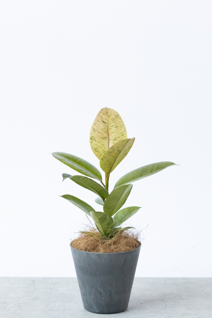 観葉植物 フィカス ジン（4号鉢）