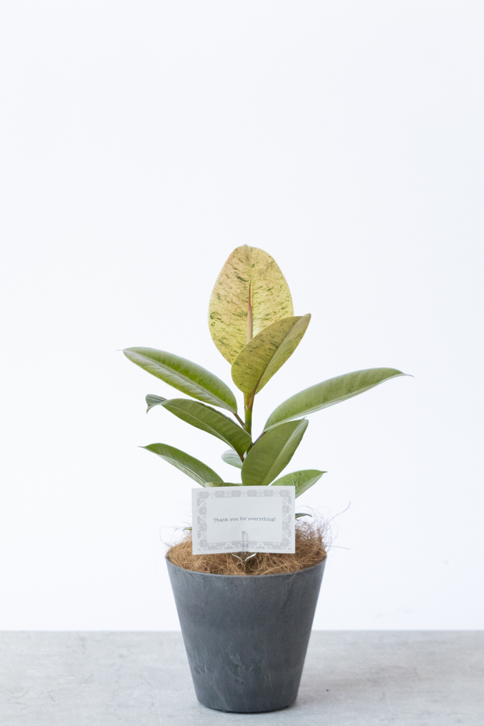 観葉植物 フィカス ジン（4号鉢）の写真2枚目