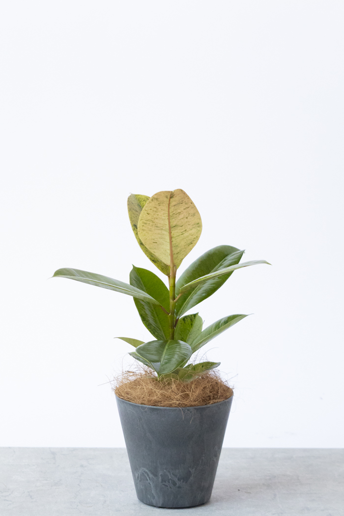 観葉植物 フィカス ジン（4号鉢）｜HanaPrime（ハナプライム）