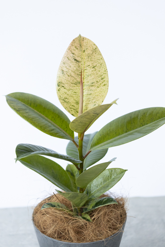 観葉植物 フィカス ジン(4号鉢)の写真4枚目