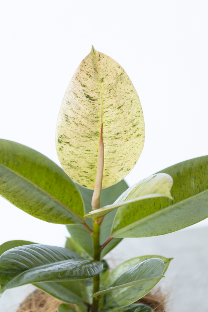 観葉植物 フィカス ジン(4号鉢)の写真5枚目