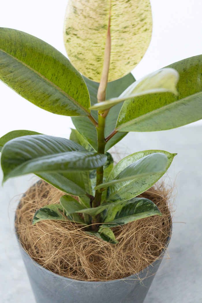 観葉植物 フィカス ジン（4号鉢）の写真6枚目