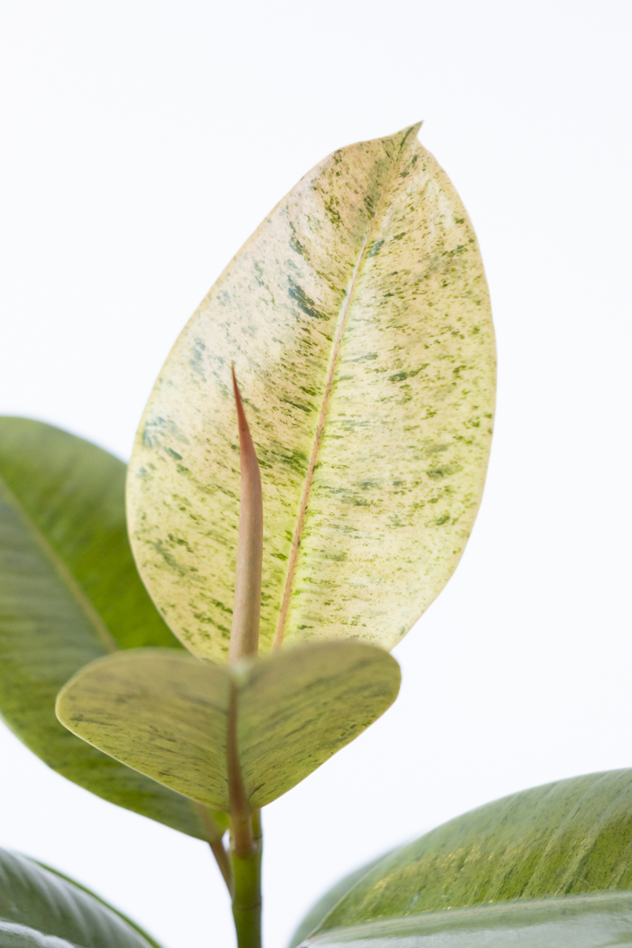 観葉植物 フィカス ジン(4号鉢)の写真7枚目