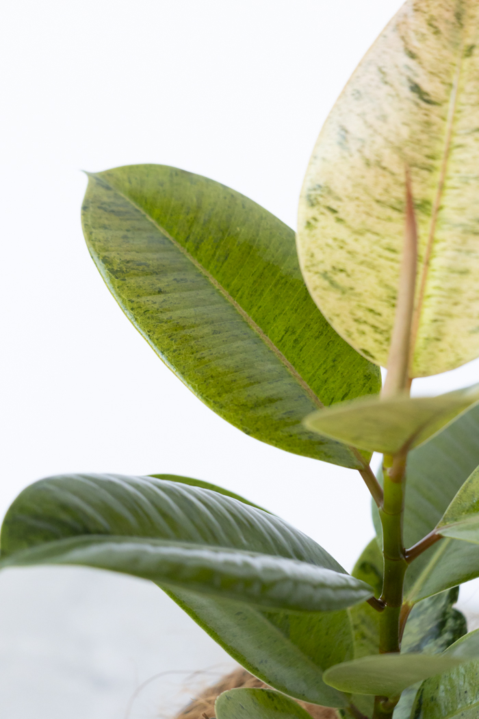 観葉植物 フィカス ジン（4号鉢）の写真8枚目