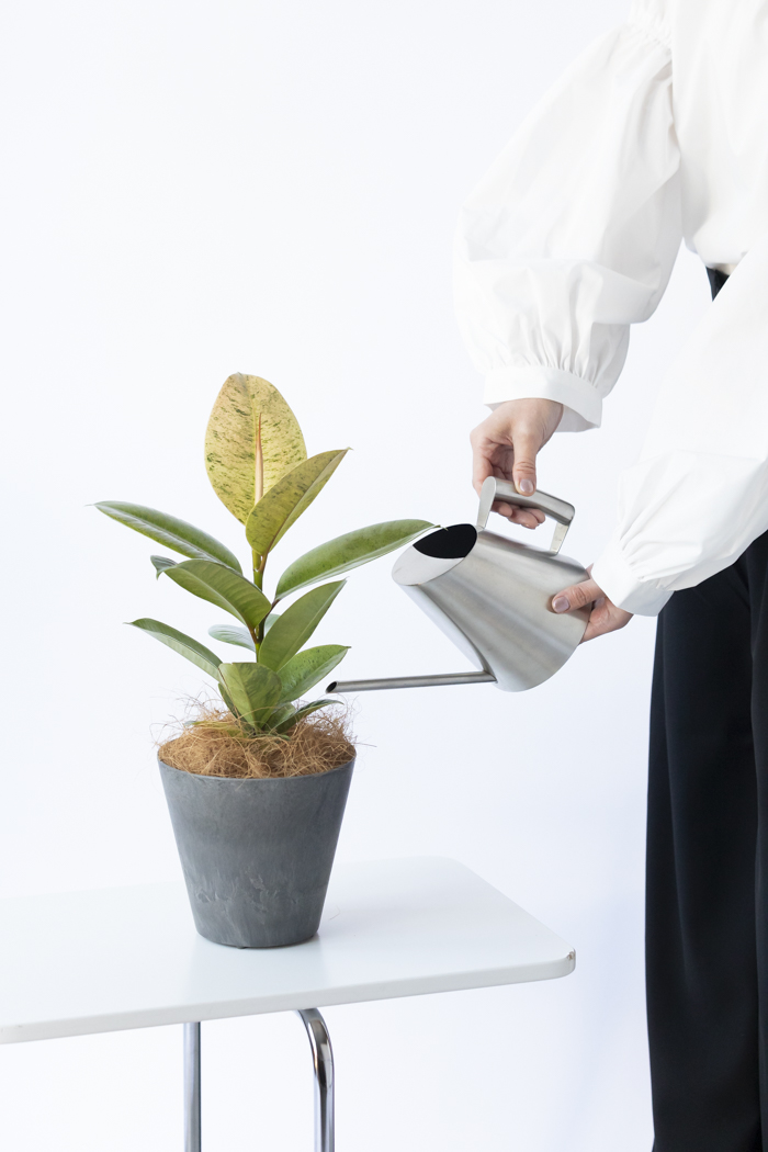観葉植物 フィカス ジン（4号鉢）の写真9枚目