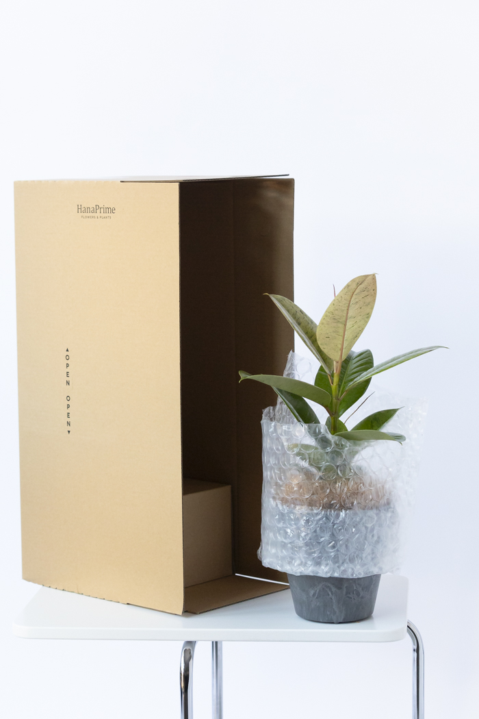 観葉植物 フィカス ジン（4号鉢）の写真10枚目