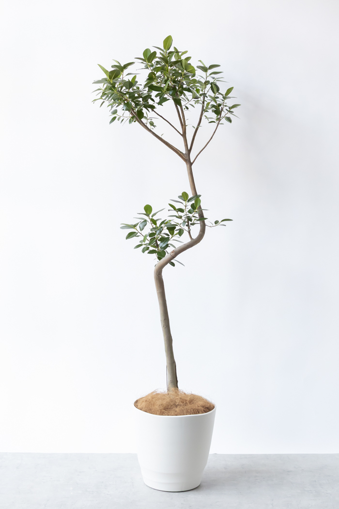 観葉植物 フランスゴムの木 曲がり（10号鉢）