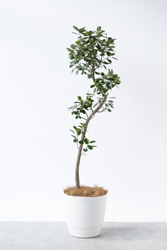 観葉植物 フランスゴムの木 曲がり（10号鉢）の写真1枚目